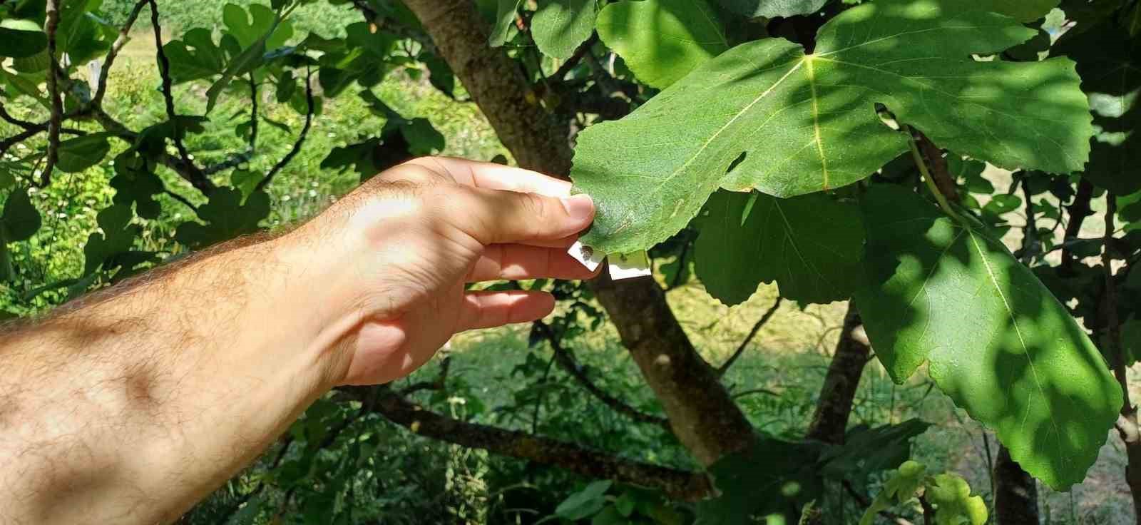 Savaşçı arılar tek tek bırakıldı
