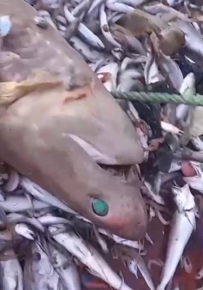 Yer yine Mersin: Bu kez 8 köpekbalığı ağlara takıldı
