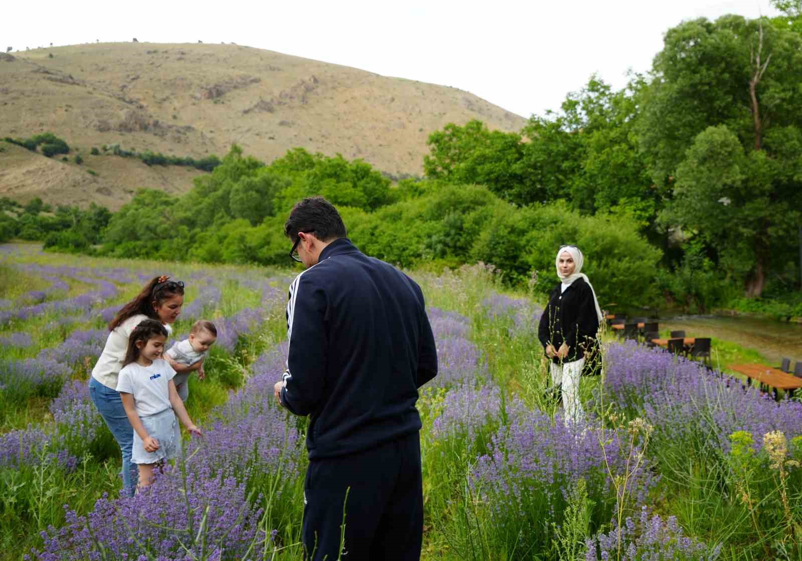 Erzincan’ın Çağlayan beldesi lavanta tarlalarıyla büyülüyor