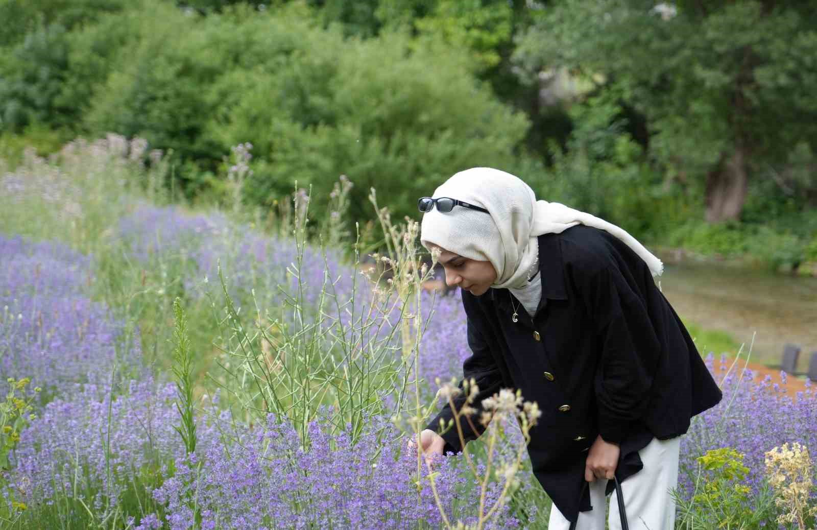 Erzincan&rsquo;ın &Ccedil;ağlayan beldesi lavanta tarlalarıyla b&uuml;y&uuml;l&uuml;yor
