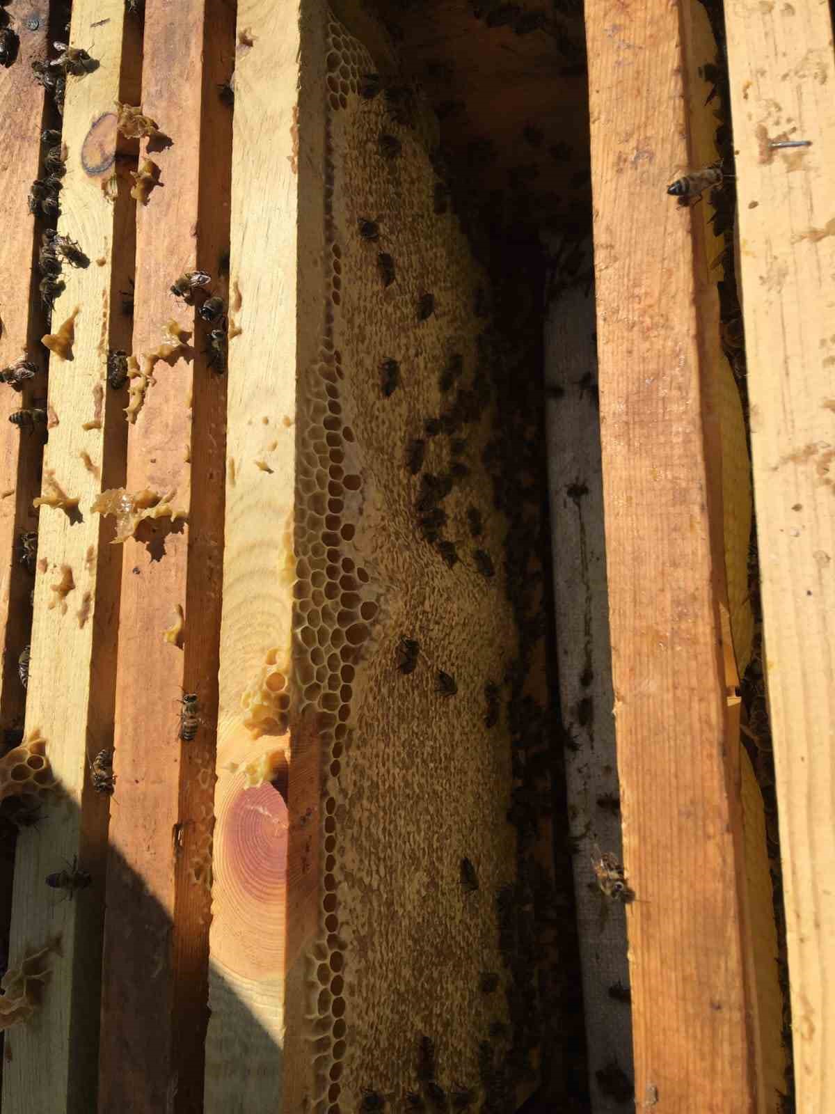 Erciyes’ten gelen şifa kaynağı: Karakovan Balı