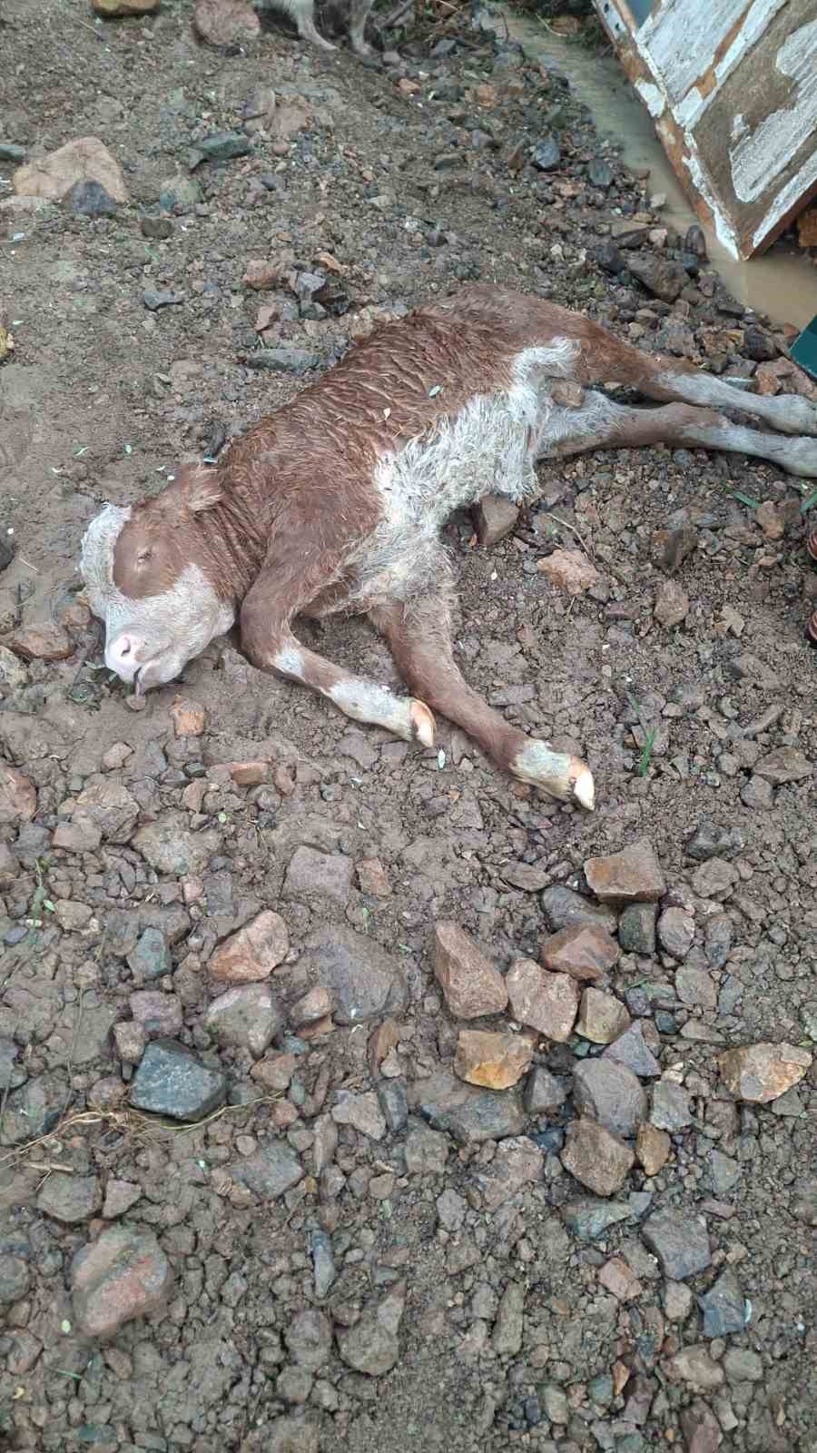 Gümüşhane’de yaylaya düşen yıldırım 18 koyunu telef etti
