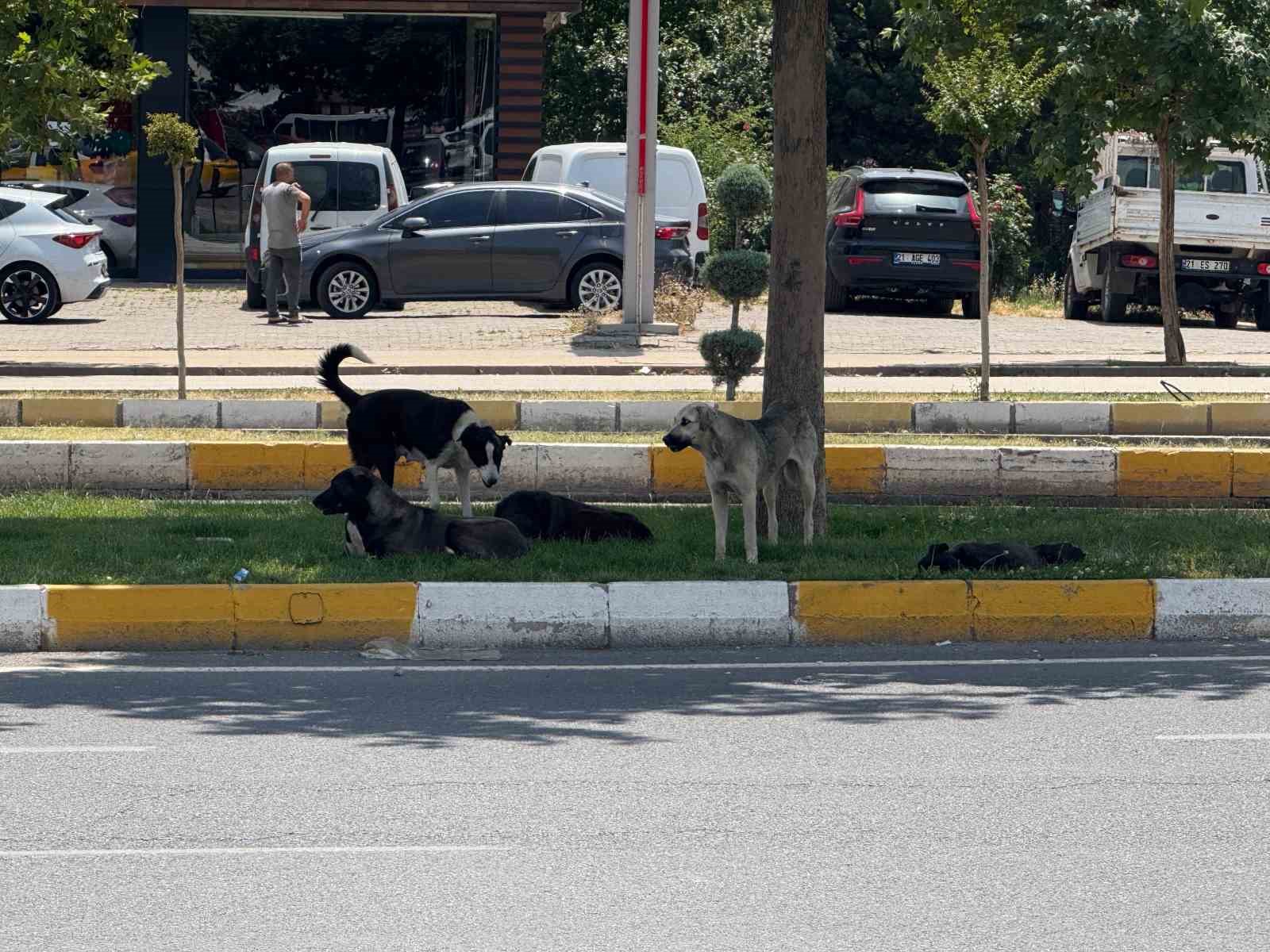 Diyarbakır&rsquo;da s&uuml;r&uuml; halinde gezen k&ouml;pekler vatandaşları korkuttu

