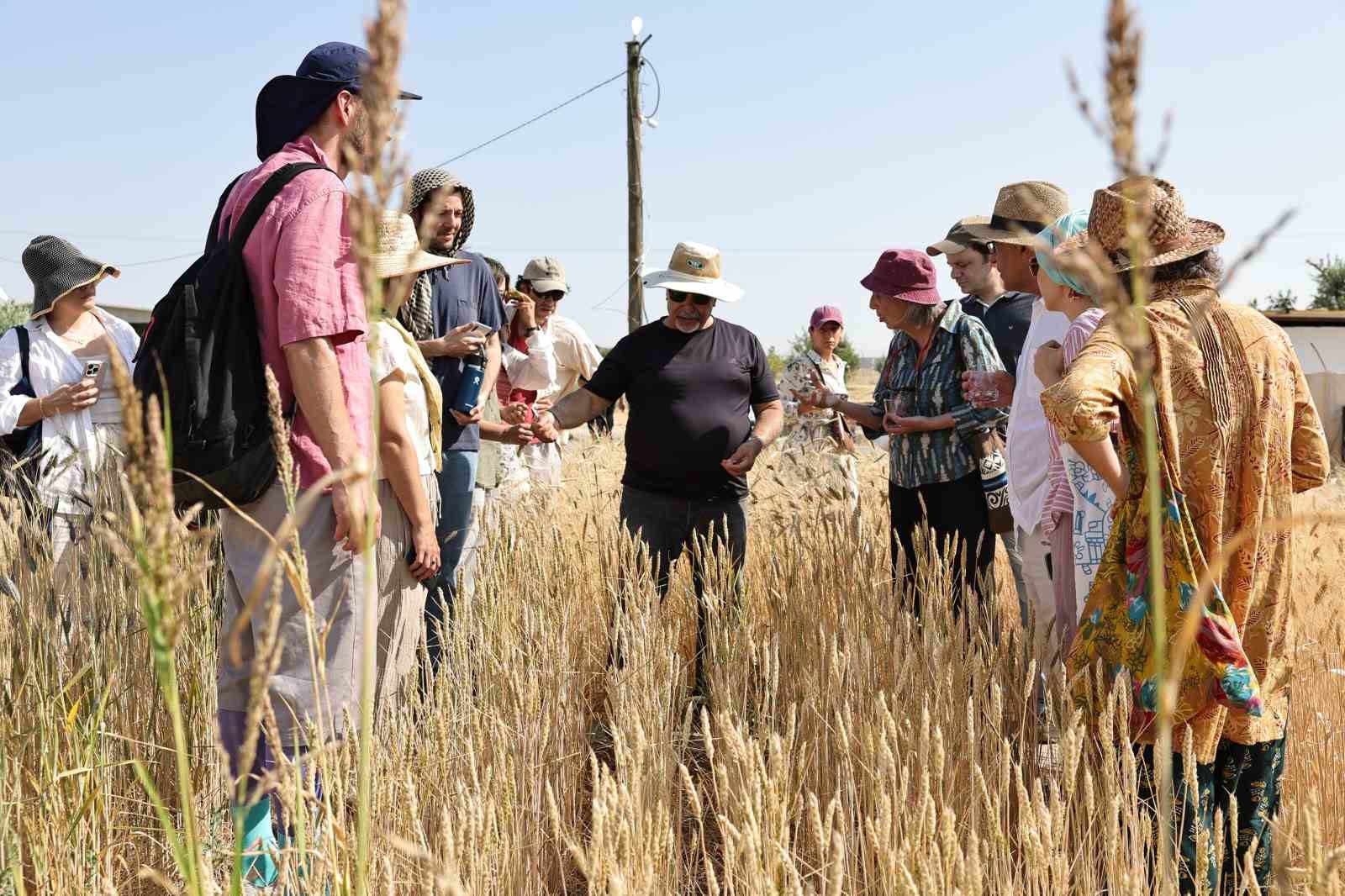 Şanlıurfa’da uluslararası buğday hasadı festivali başladı