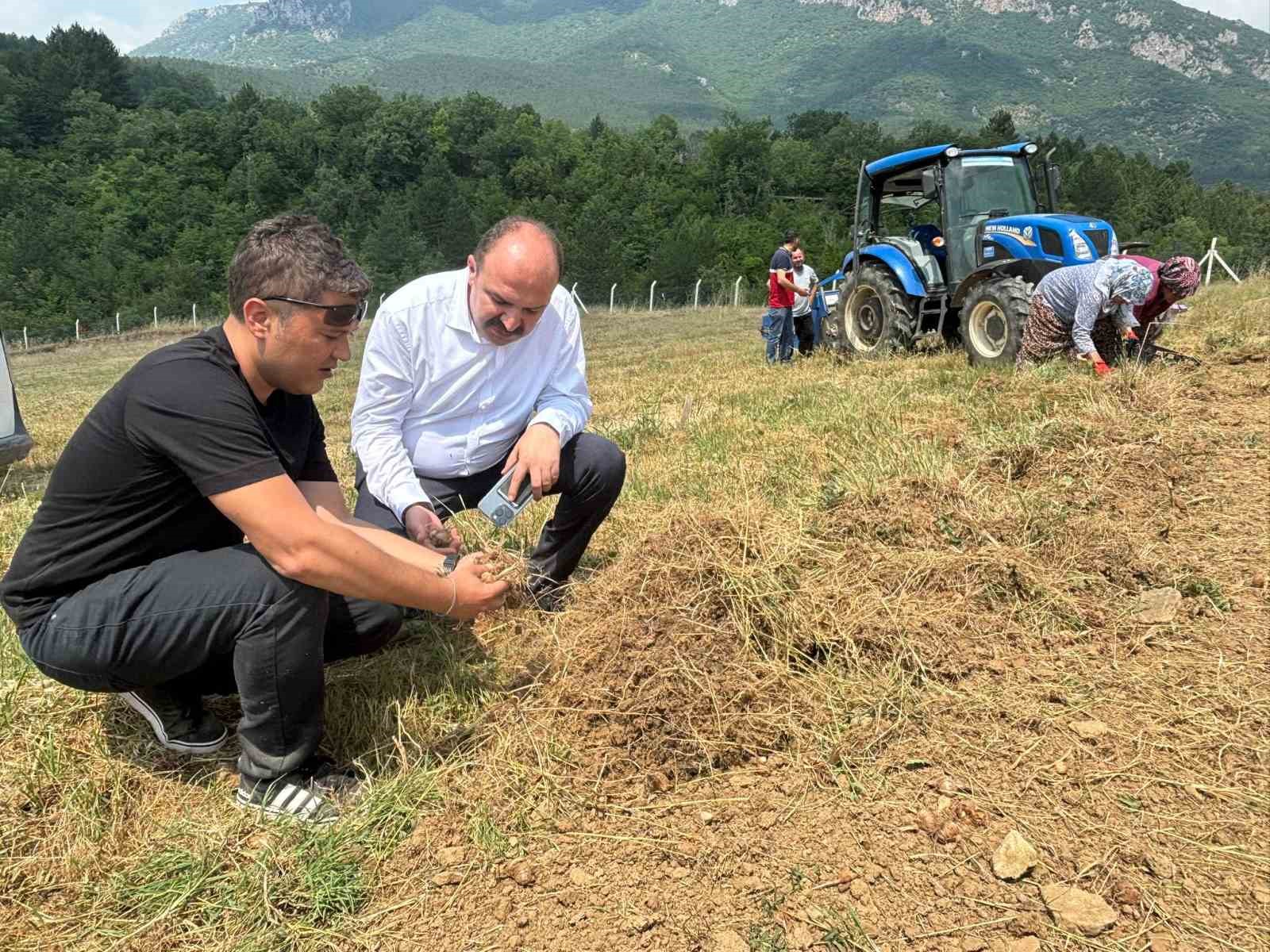 Safranbolu’da safran soğanı hasadı başladı