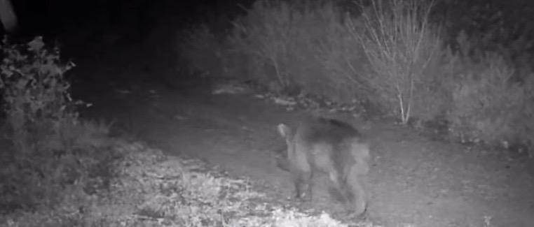 Çankırı’da yaban hayatı kamerada