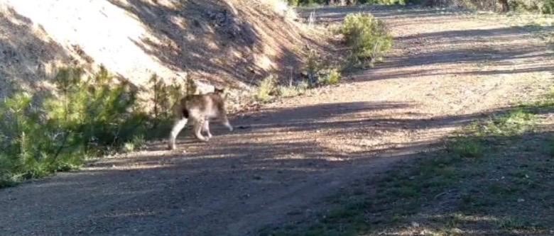 &Ccedil;ankırı&rsquo;da yaban hayatı kamerada
