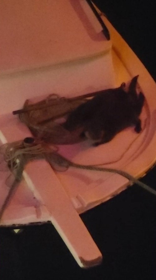 Sinop’ta iki su samuru görüldü