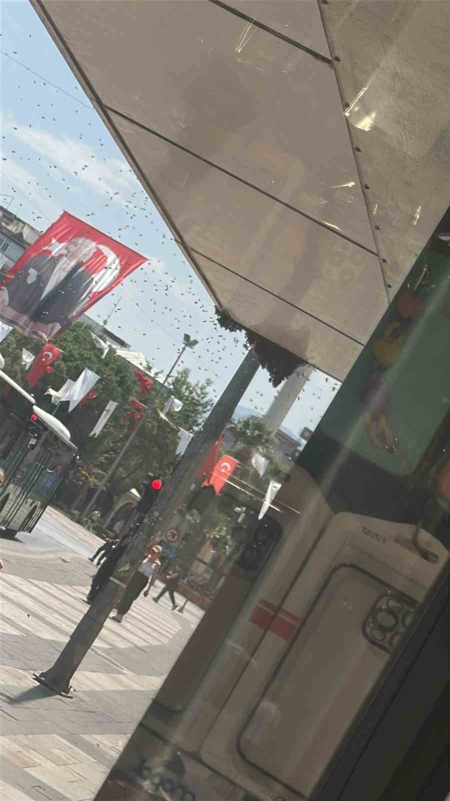 Arılar Denizli şehir merkezini istila etti
