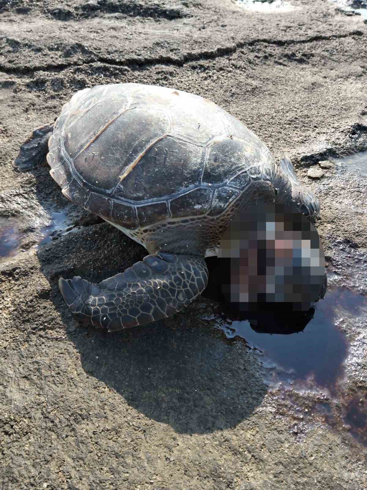 Gazipaşa’da caretta başı kesilmiş halde bulundu
