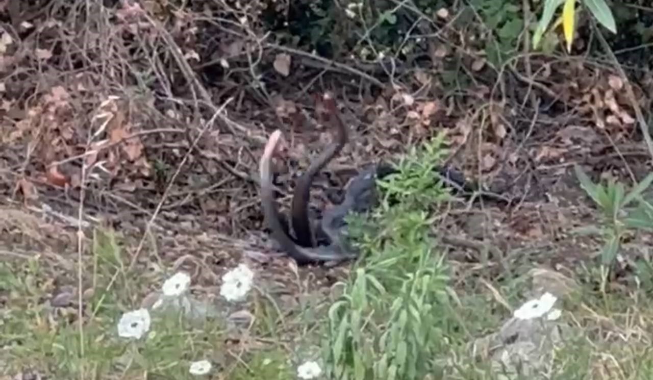 Yılanların dansı g&ouml;r&uuml;nt&uuml;lendi
