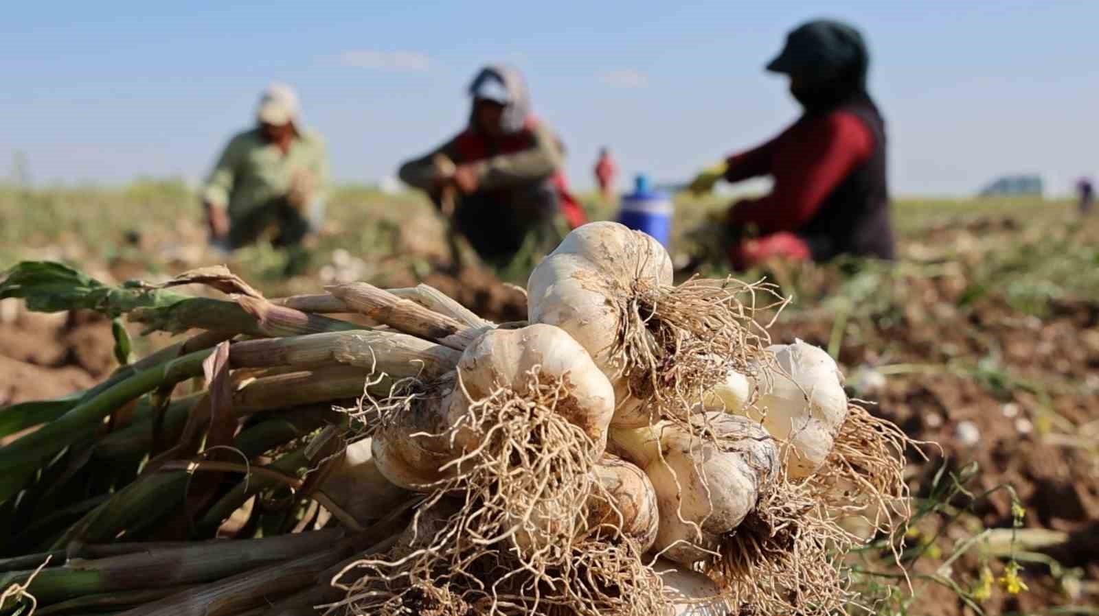 Rusya, Almanya ve İspanya’nın antibiyotiği Aksaray sarımsağının hasadı başladı