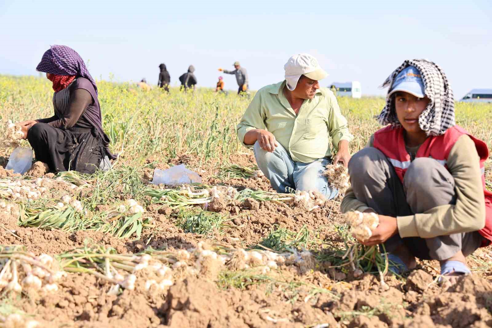 Rusya, Almanya ve İspanya&rsquo;nın antibiyotiği Aksaray sarımsağının hasadı başladı
