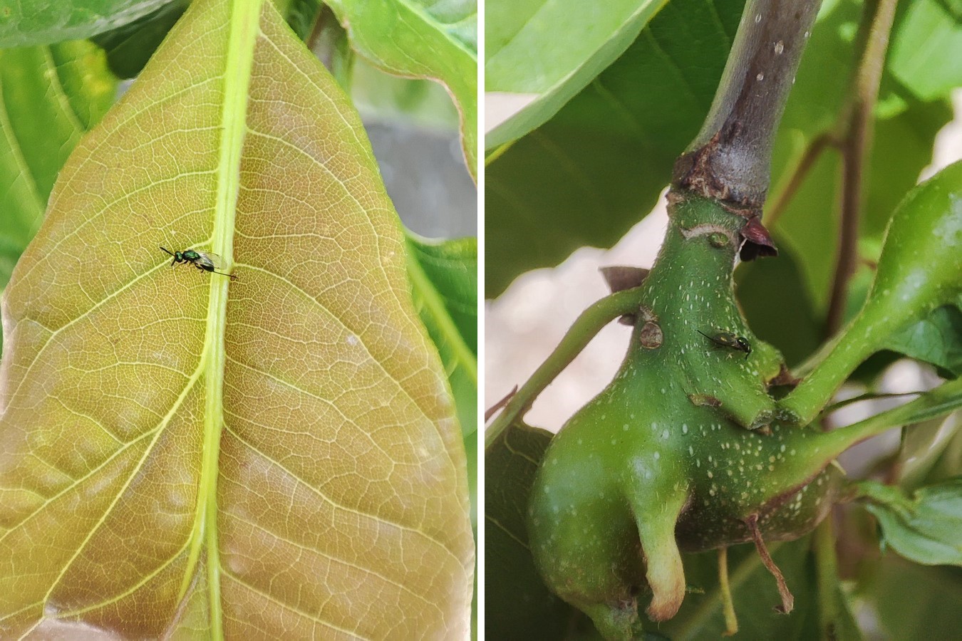 Kestane ormanları kurtarmak için mücadele sürüyor