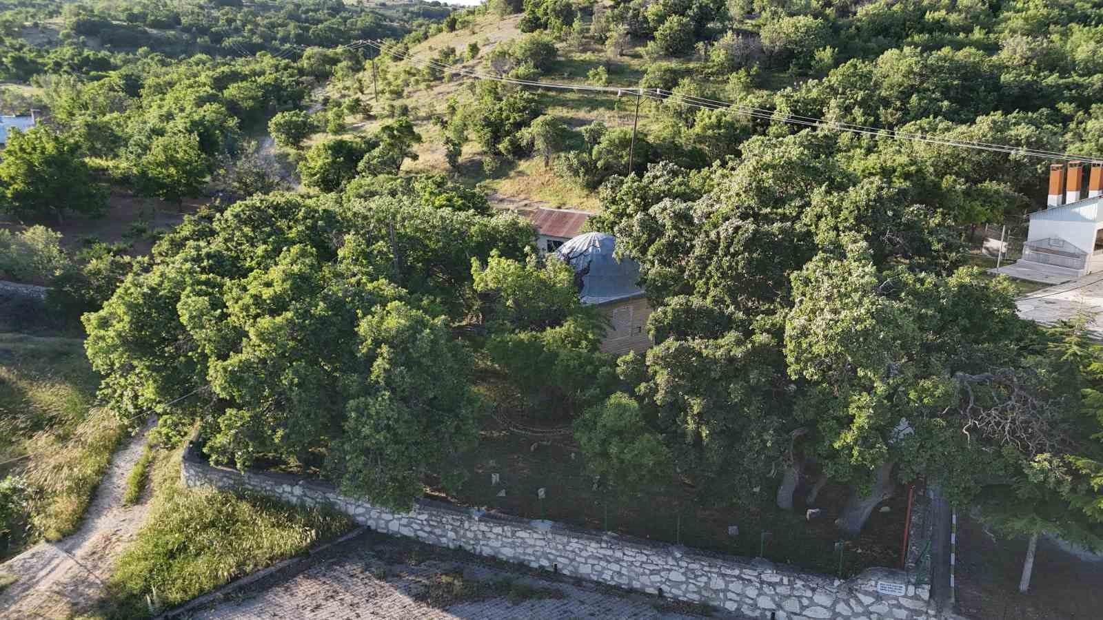 Malatya’da 800 yıllık "Menengiç ağacı" zamana direniyor