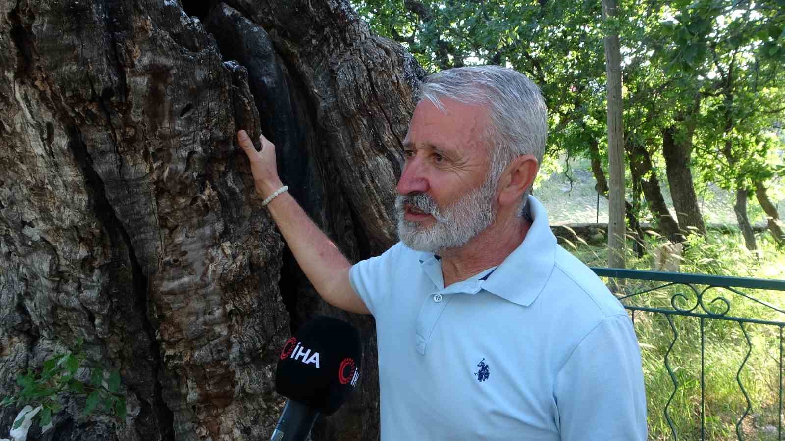Malatya’da 800 yıllık "Menengiç ağacı" zamana direniyor

