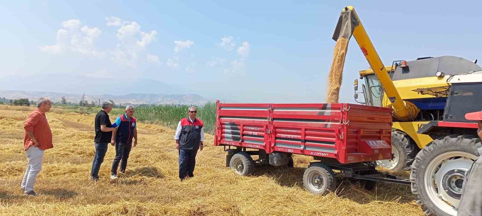 Denizli’de buğday hasadı başladı