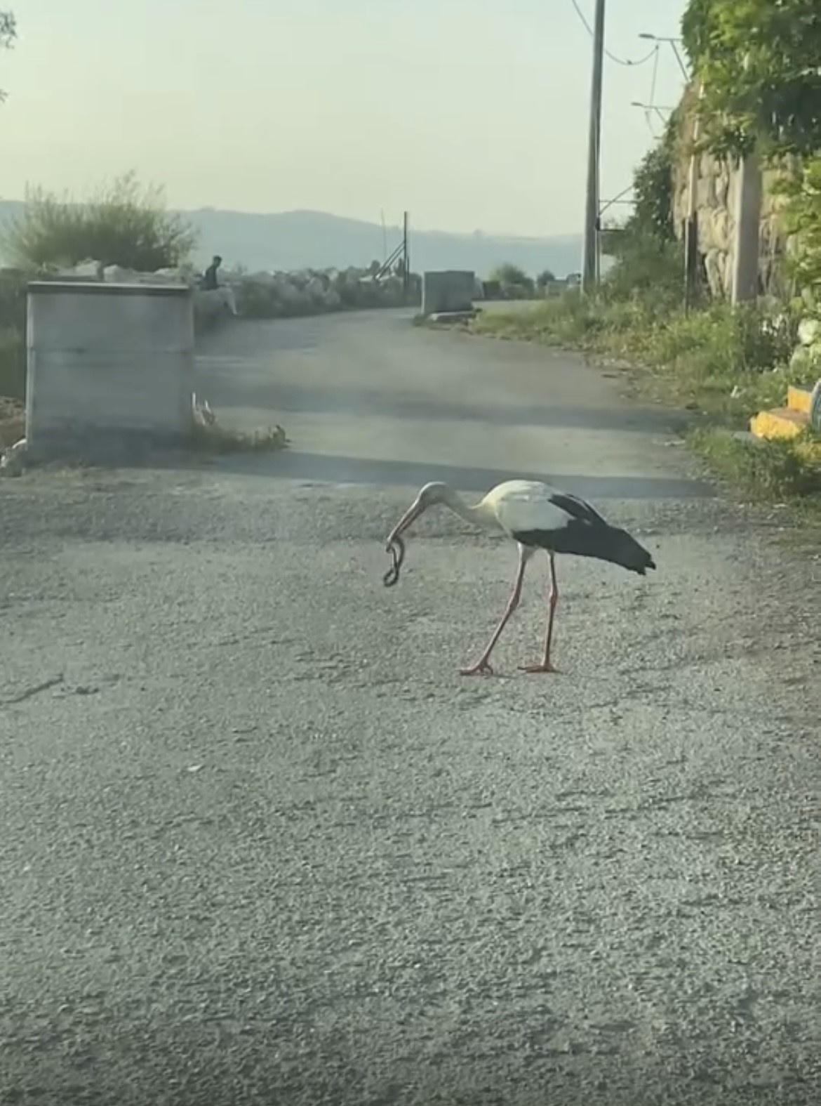 Leylek ve kartalın yılan avı kamerada