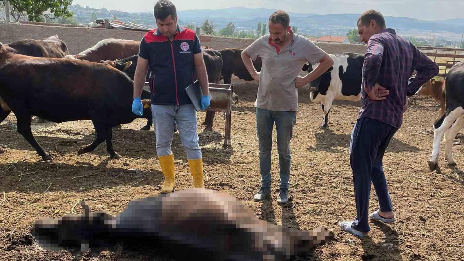 Kırıkkale’de yıldırım düşmesi sonucu 6 büyükbaş hayvan telef oldu