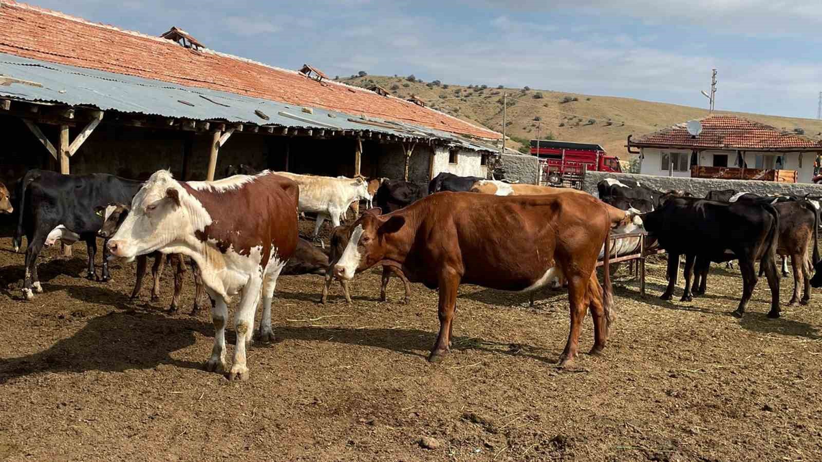 Kırıkkale&rsquo;de yıldırım d&uuml;şmesi sonucu 6 b&uuml;y&uuml;kbaş hayvan telef oldu
