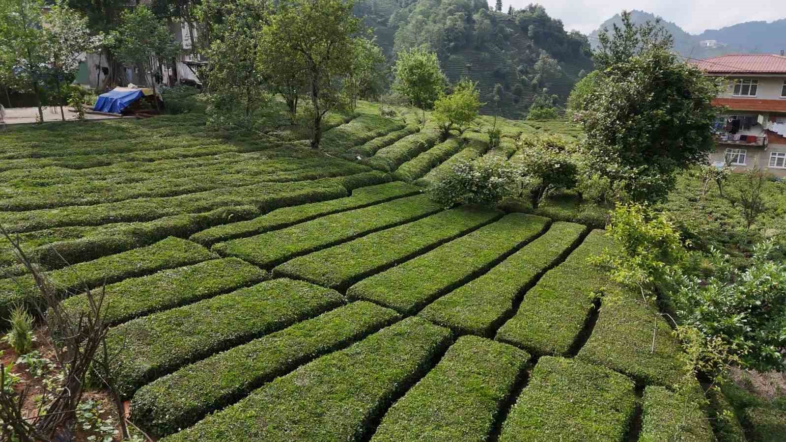 Rize&rsquo;nin yeni g&ouml;zdesi: Baklava g&ouml;r&uuml;n&uuml;ml&uuml; &ccedil;ay bah&ccedil;esi
