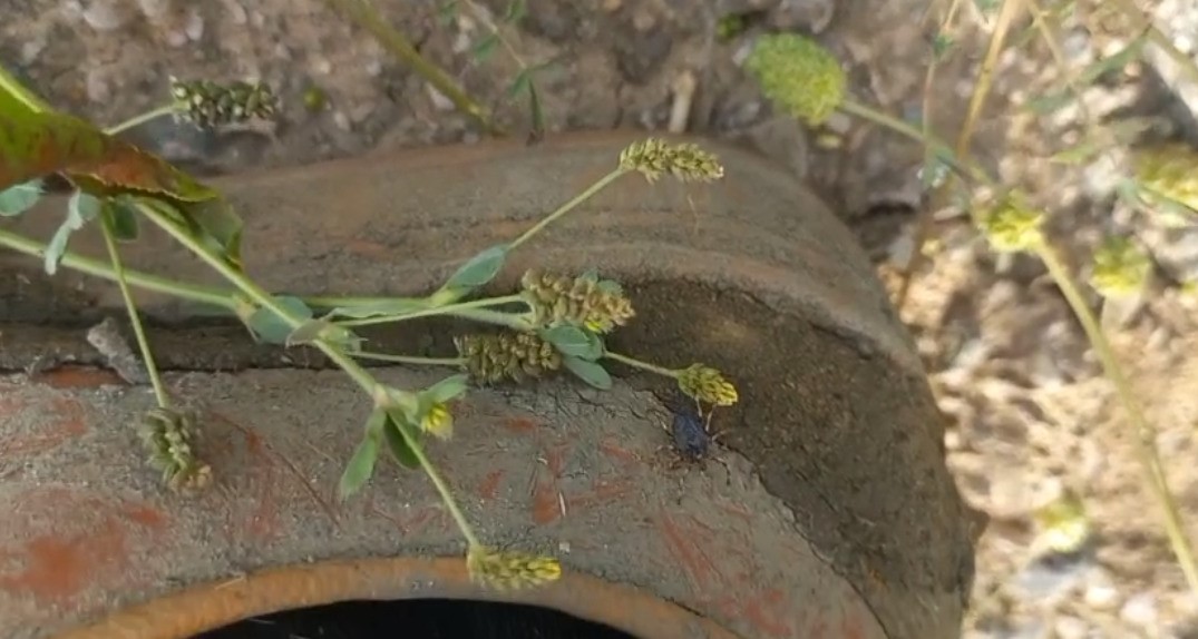 Yozgat&rsquo;ta keneler g&ouml;r&uuml;lmeye devam ediyor
