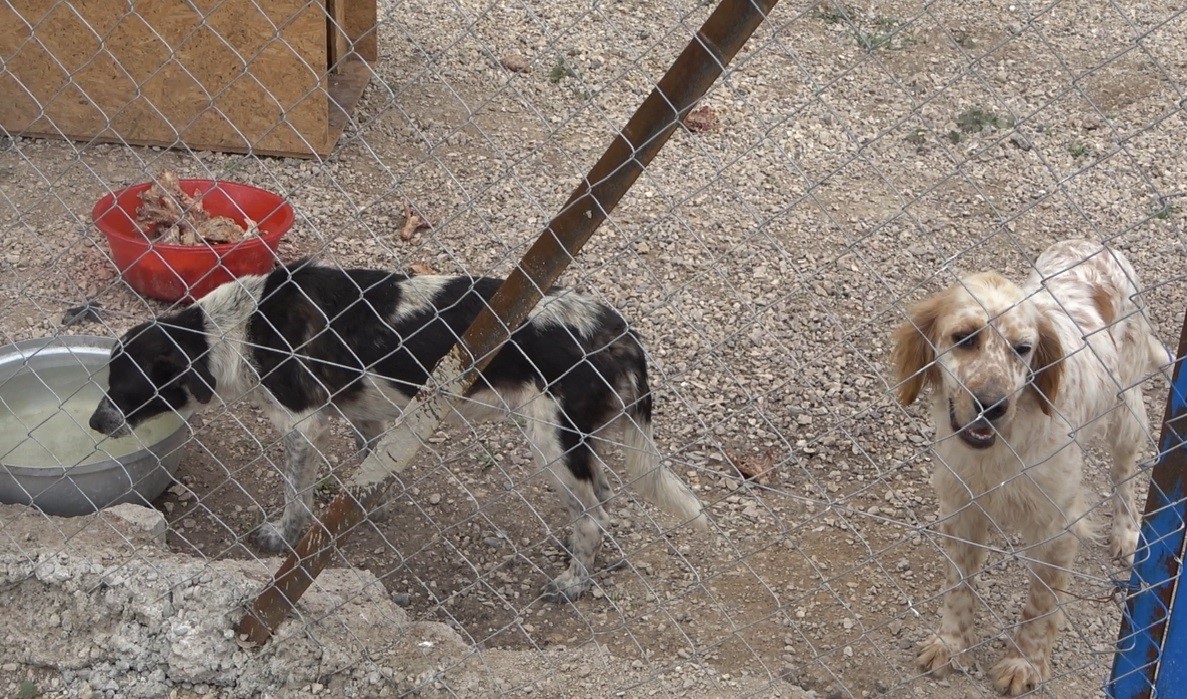 Gönüllüler hasta ve yaşlı sokak hayvanları için koruma alanı yaptı