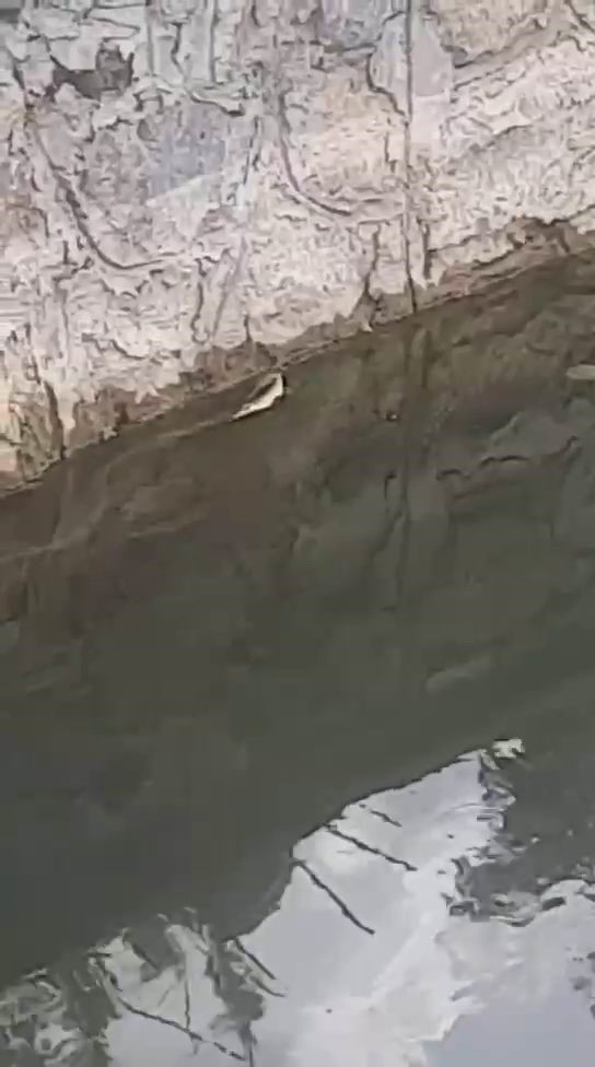 Elazığ’da yılanın balık avı kamerada