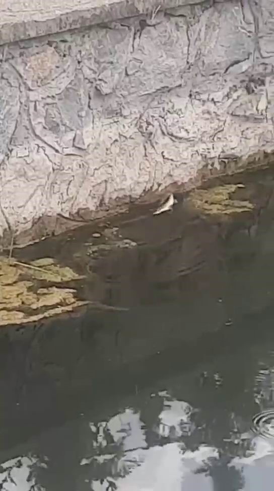 Elazığ&rsquo;da yılanın balık avı kamerada
