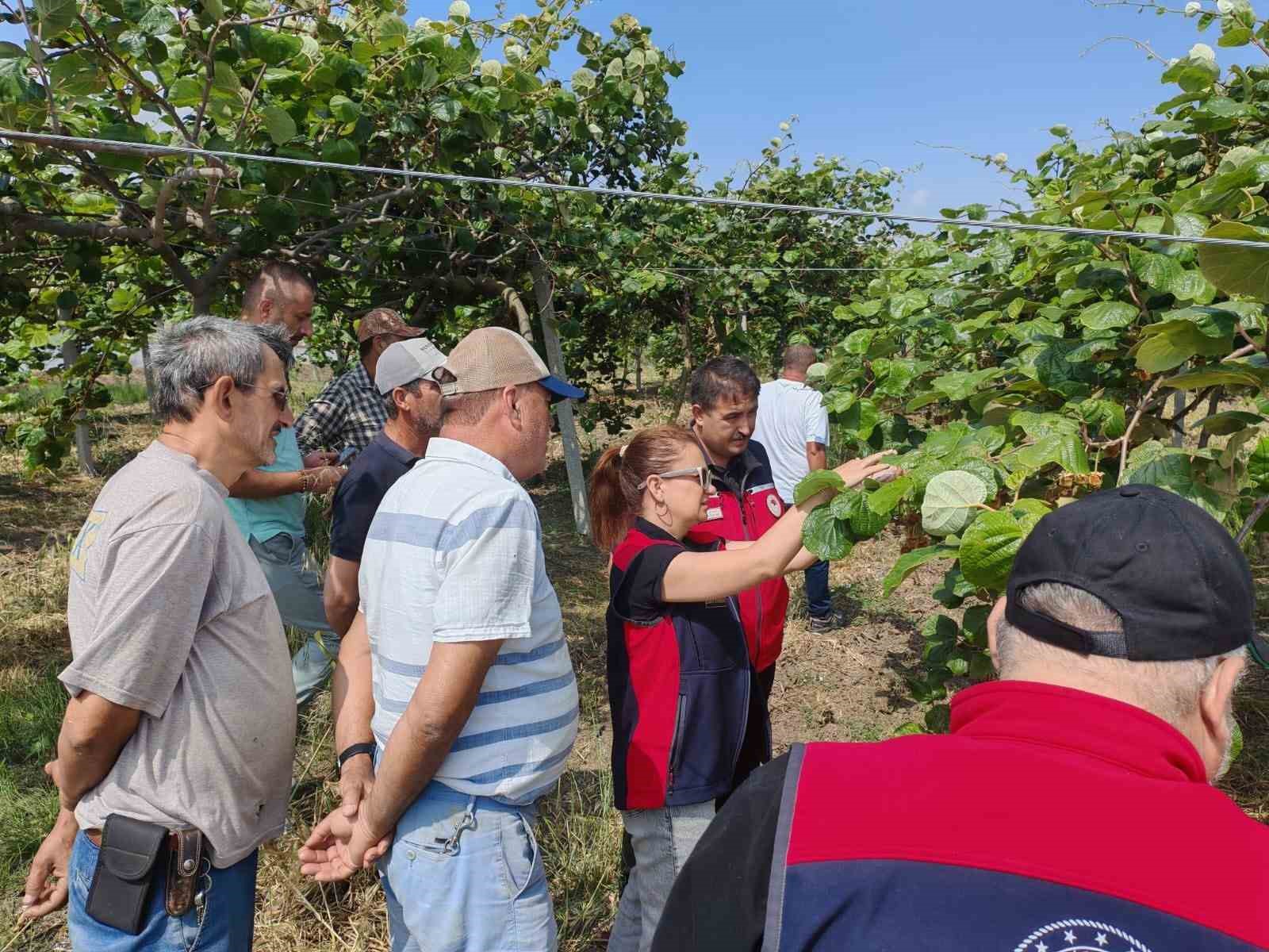Çanakkale’de kahverengi kokarcalara karşı doğaya samuray arısı salındı