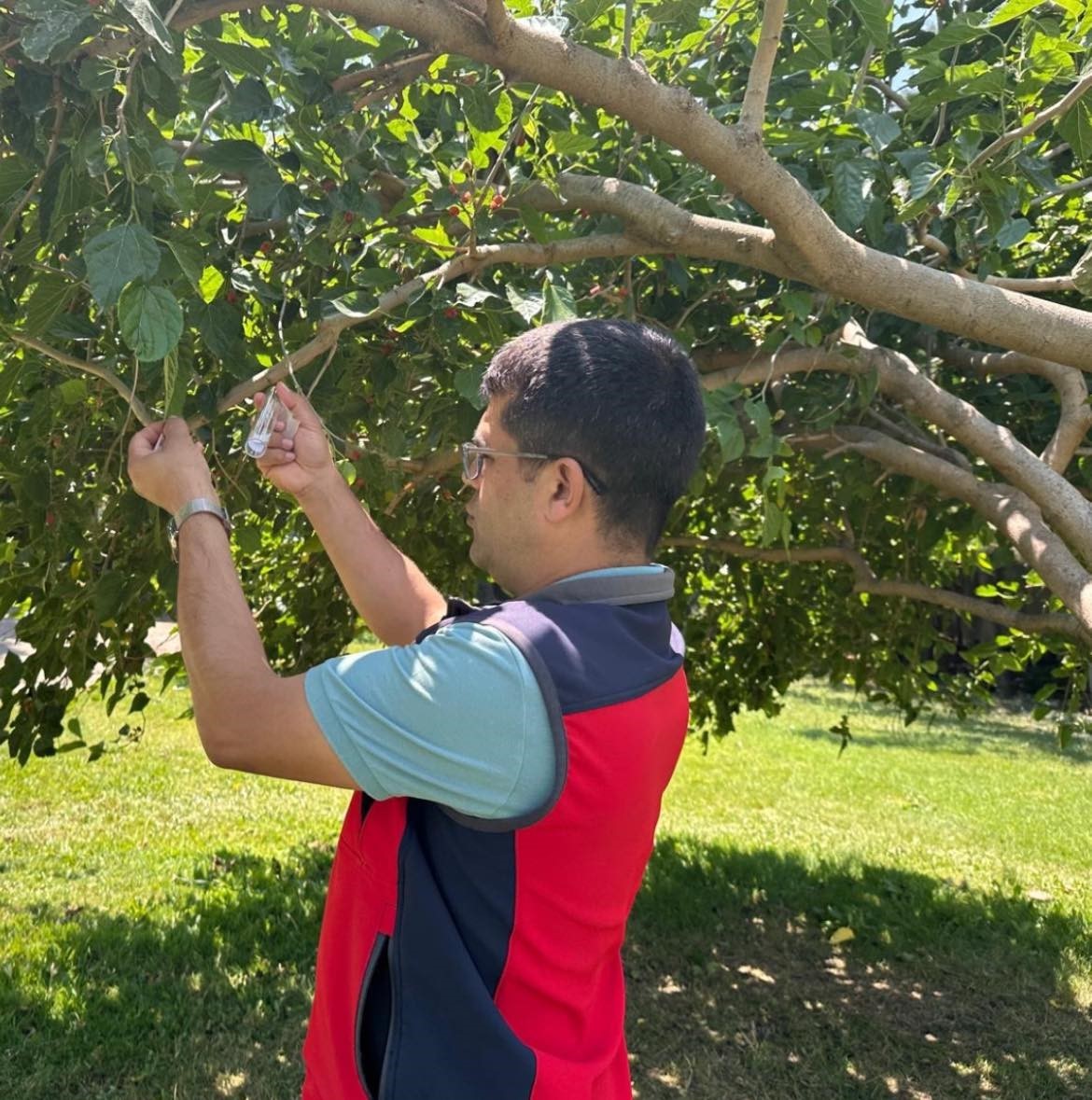 &Ccedil;anakkale&rsquo;de kahverengi kokarcalara karşı doğaya samuray arısı salındı
