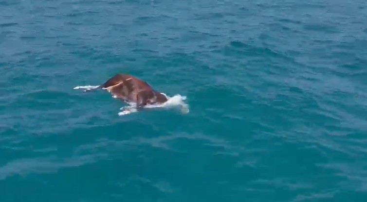 Alanya’da denizde ölü inek bulundu