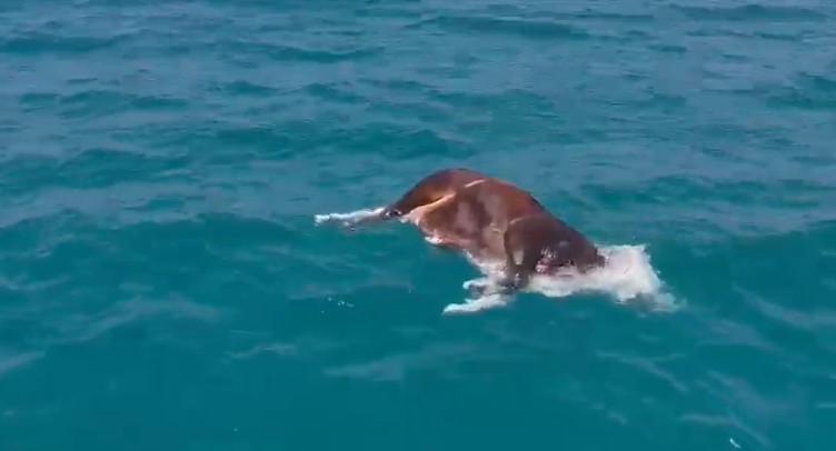 Alanya&rsquo;da denizde &ouml;l&uuml; inek bulundu
