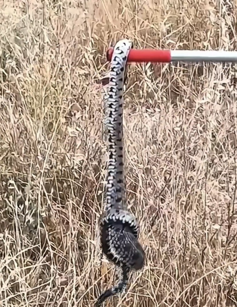 Safranbolu’da ayakkabılıkta zehirli engerek paniği