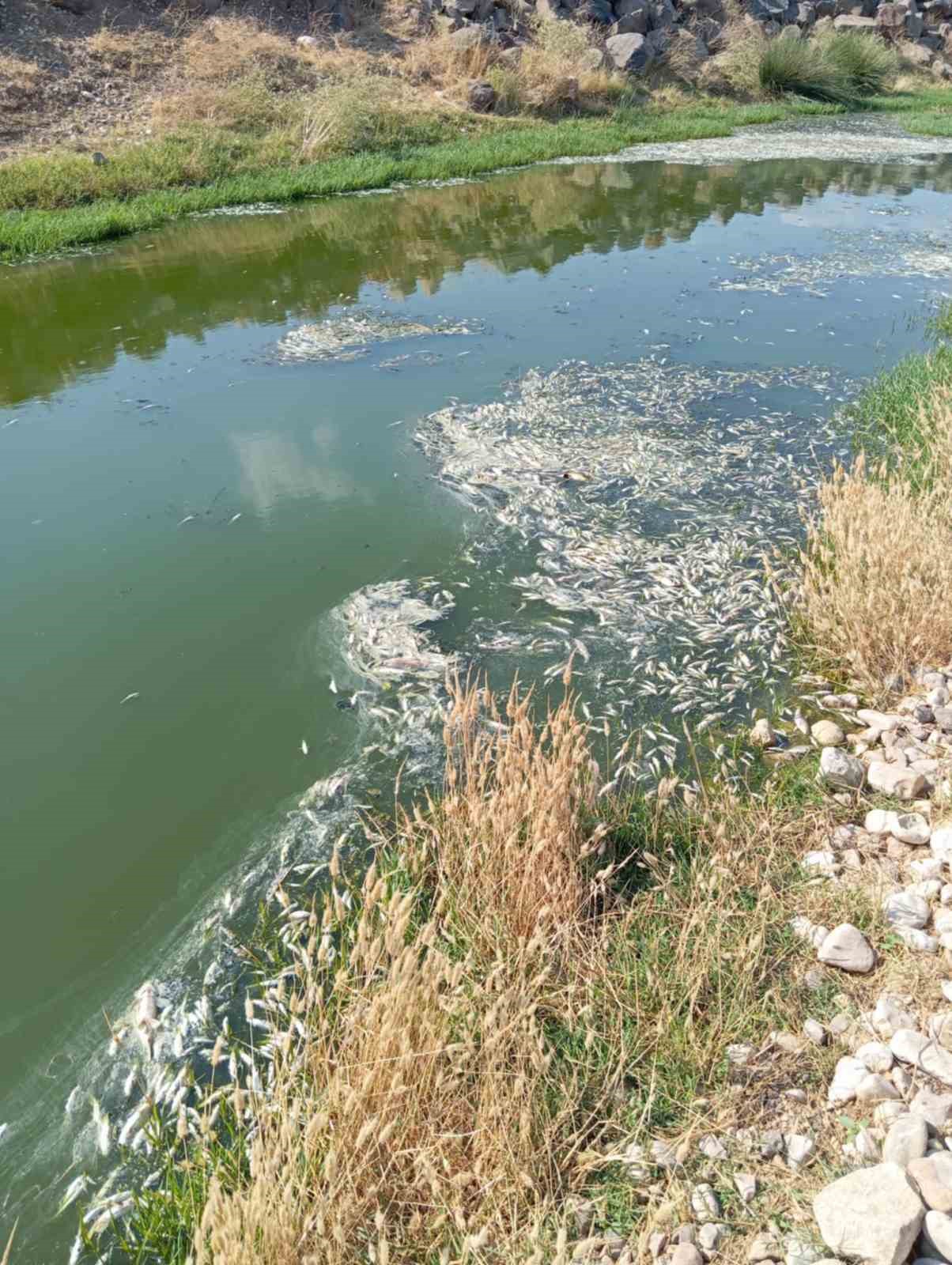 Araban Karasu Çayı’ndaki balık ölümleriyle ilgili inceleme başlatıldı
