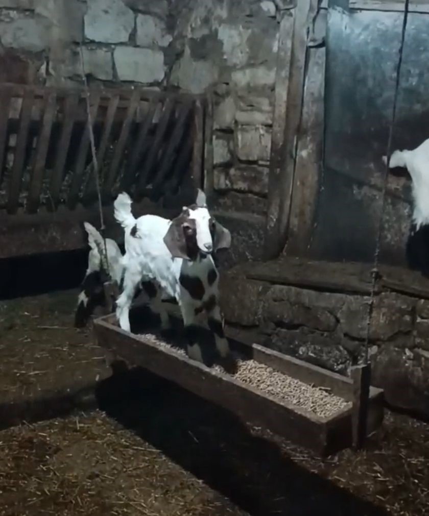 Oğlağın ahırda salıncak keyfi kamerada
