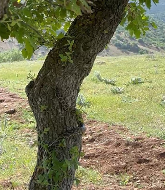 Gölgesine oturduğu ağaçta dev yılanla göz göze geldi, o anları kaydetti
