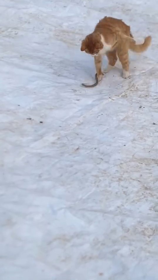 Kedinin yılanla mücadelesi kameraya yansıdı
