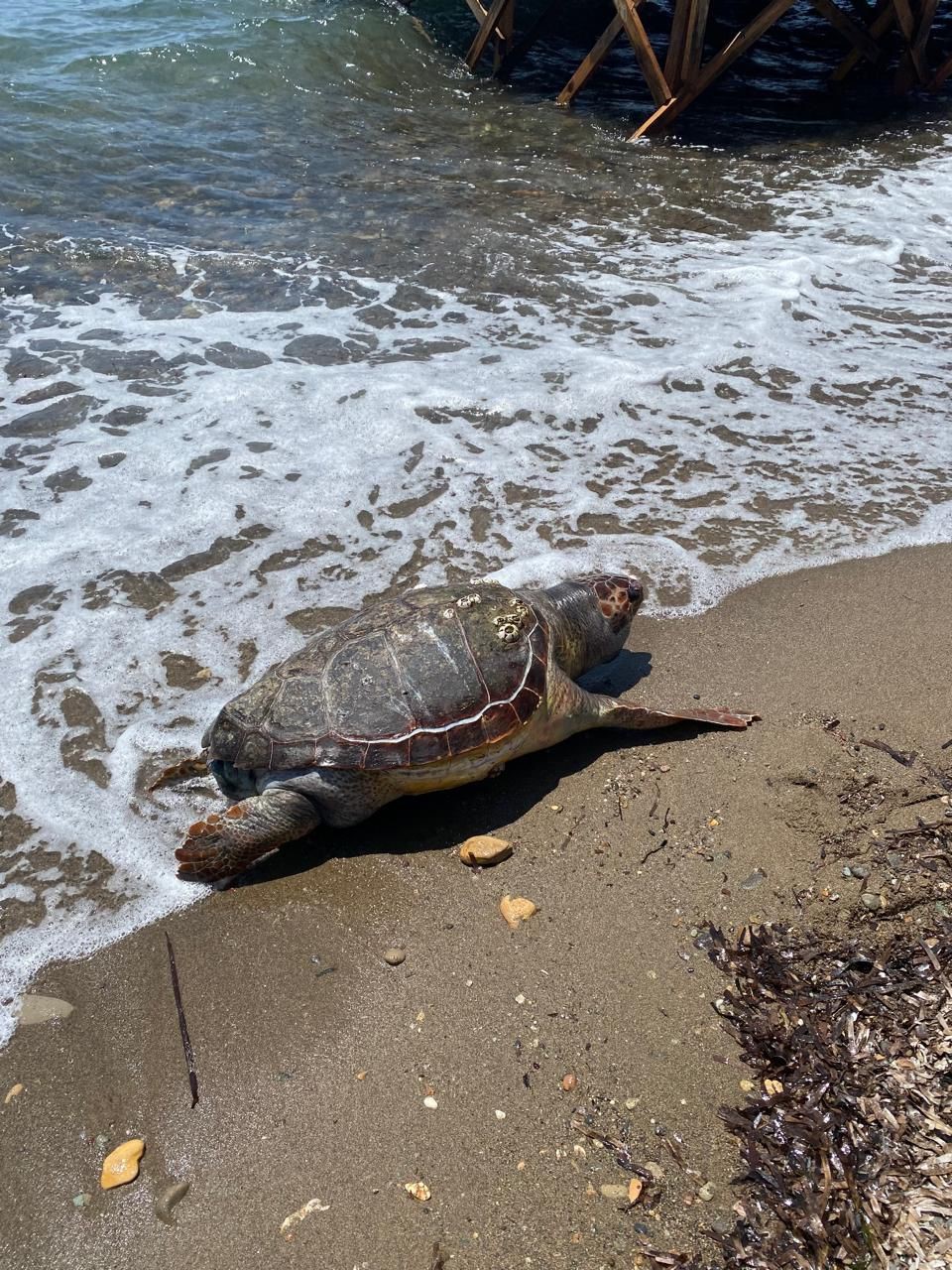 Assos sahilinde ölü caretta caretta bulundu
