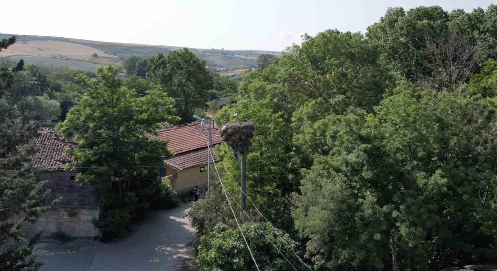Arnavutköy’de yavrulayınca göçe devam edemeyen leylek mahallenin maskotu oldu