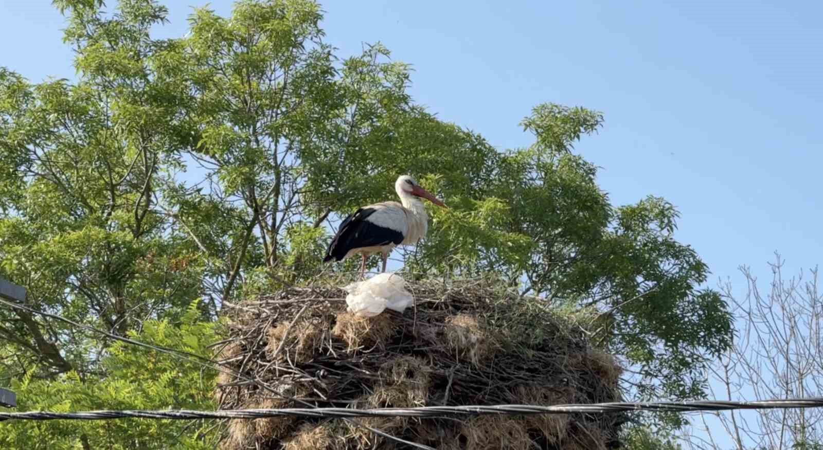Arnavutk&ouml;y&rsquo;de yavrulayınca g&ouml;&ccedil;e devam edemeyen leylek mahallenin maskotu oldu
