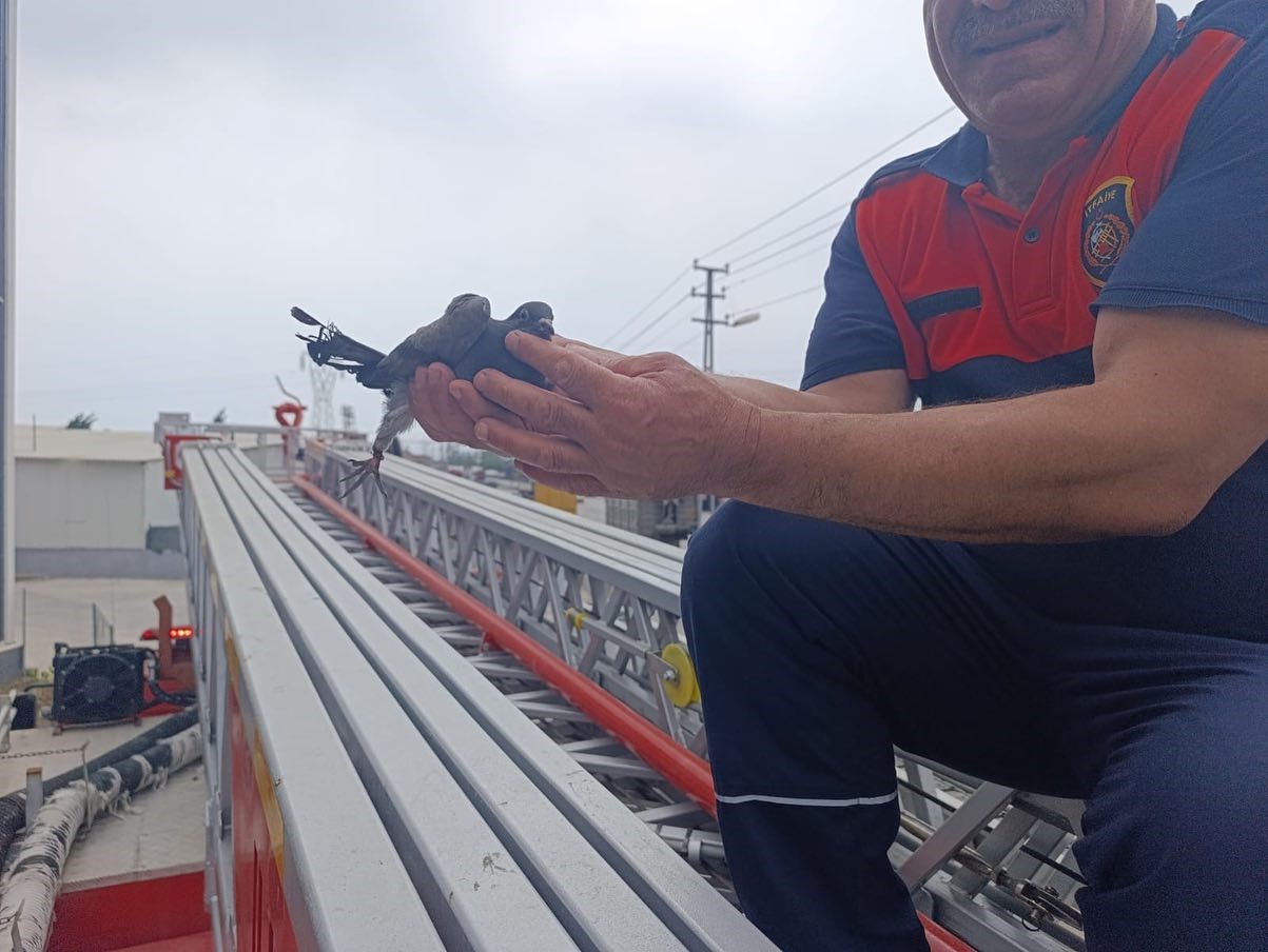 Payas&rsquo;ta g&uuml;vercin kurtarma operasyonu
