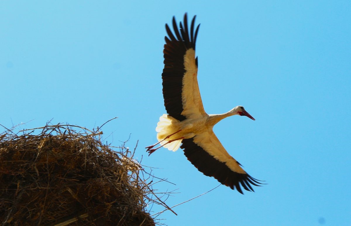 &Ccedil;evre kirliliği, yaz g&ouml;&ccedil;menlerini tehdit ediyor
