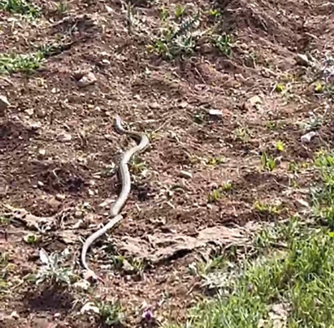 Gölgesine oturduğu ağaçta dev yılanla göz göze geldi, o anları kaydetti