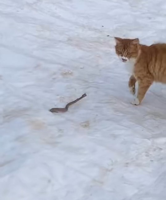 Kedinin yılanla mücadelesi kameraya yansıdı