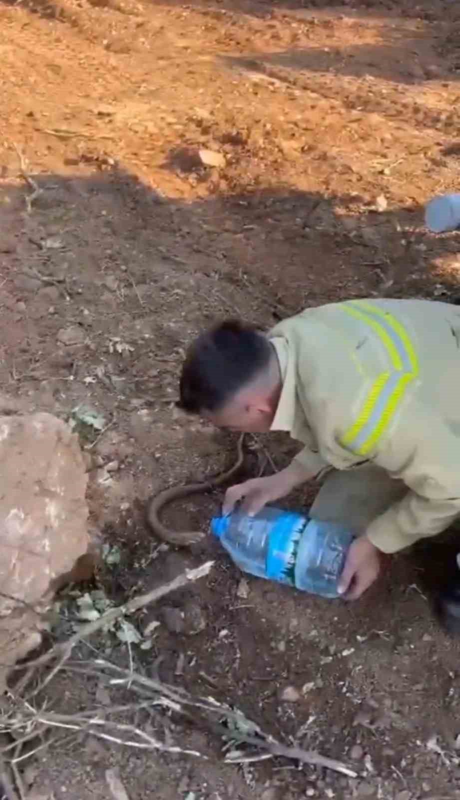 Yangından etkilenen oluklu kertenkelenin yardımına orman iş&ccedil;ileri yetişti
