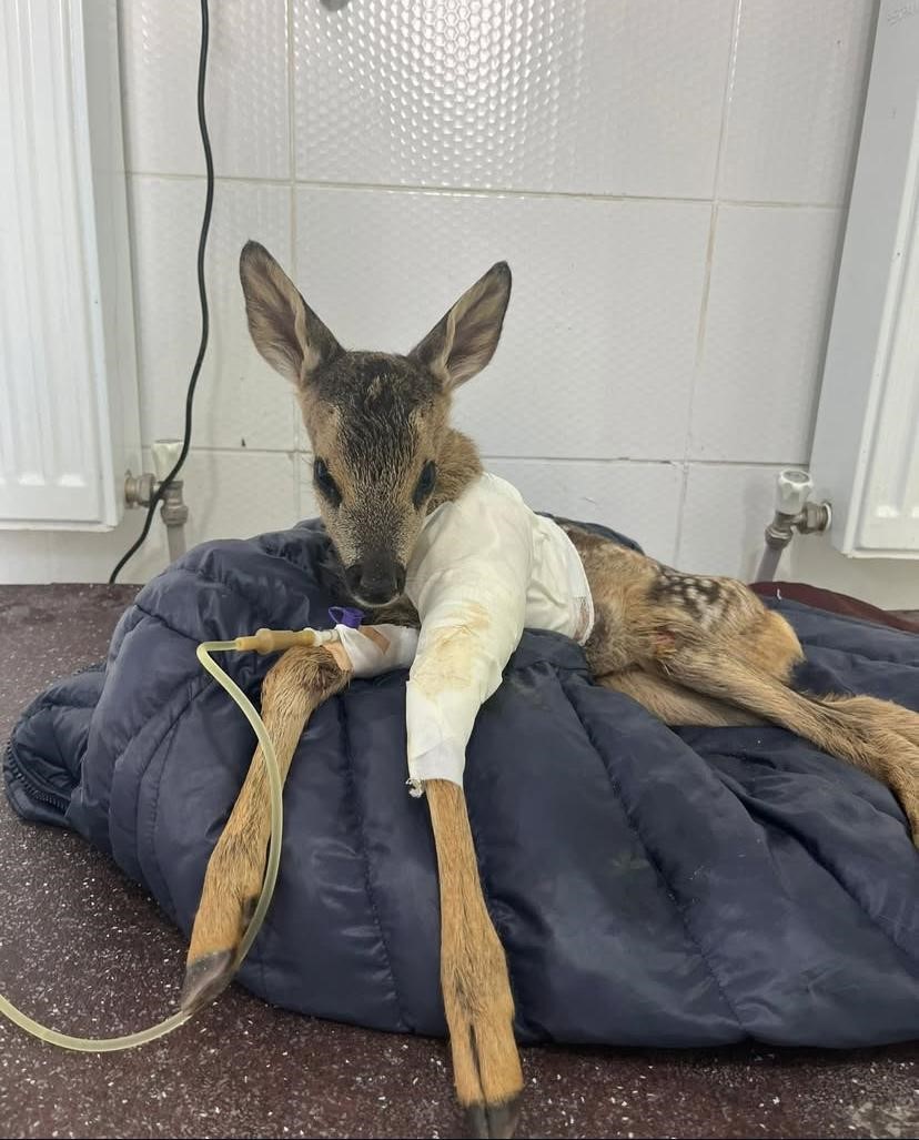 Aracın çarptığı karaca tedavi altına alındı