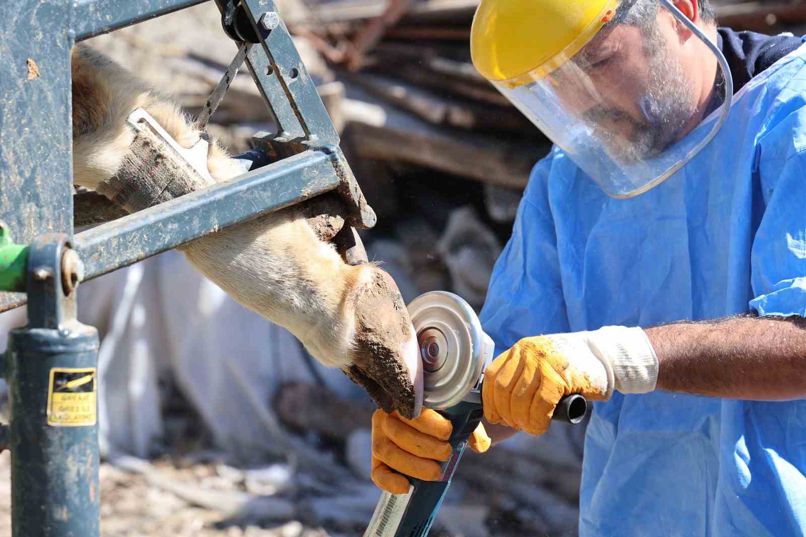 Büyükşehir’den tarım ve hayvancılığa can suyu