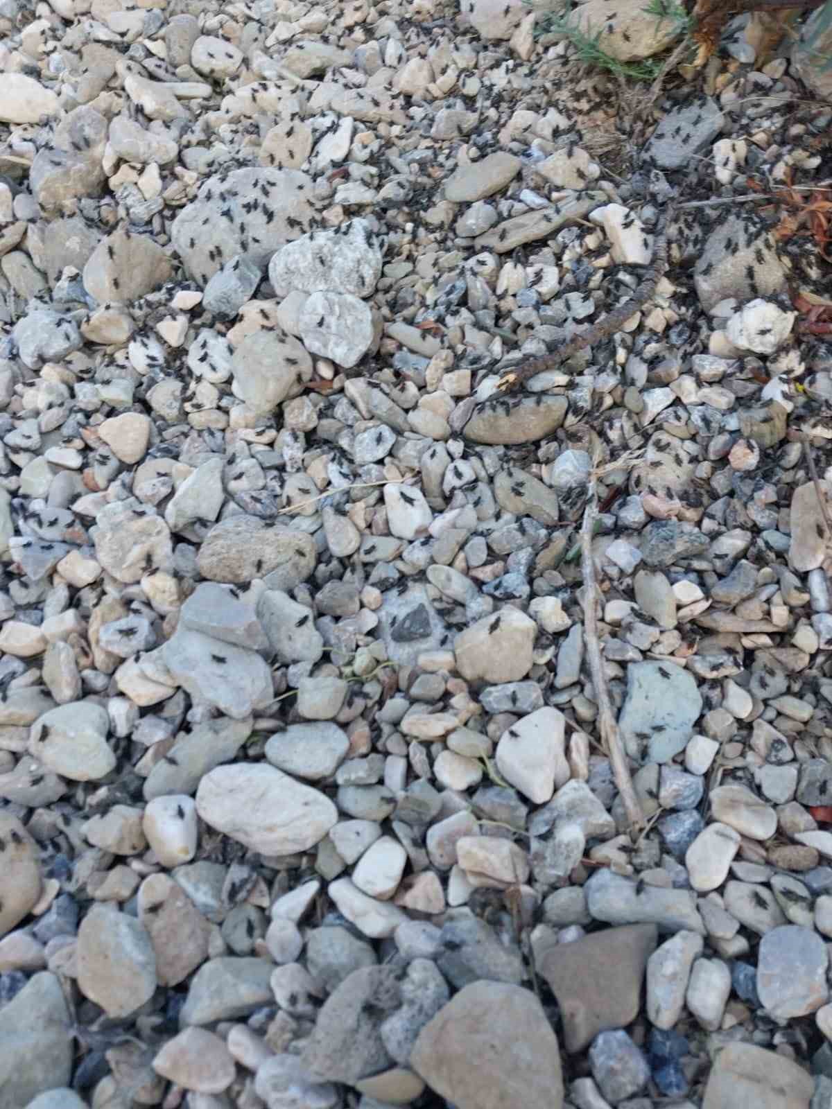Antalya Gelesandra Yaylası’nda çekirge istilası
