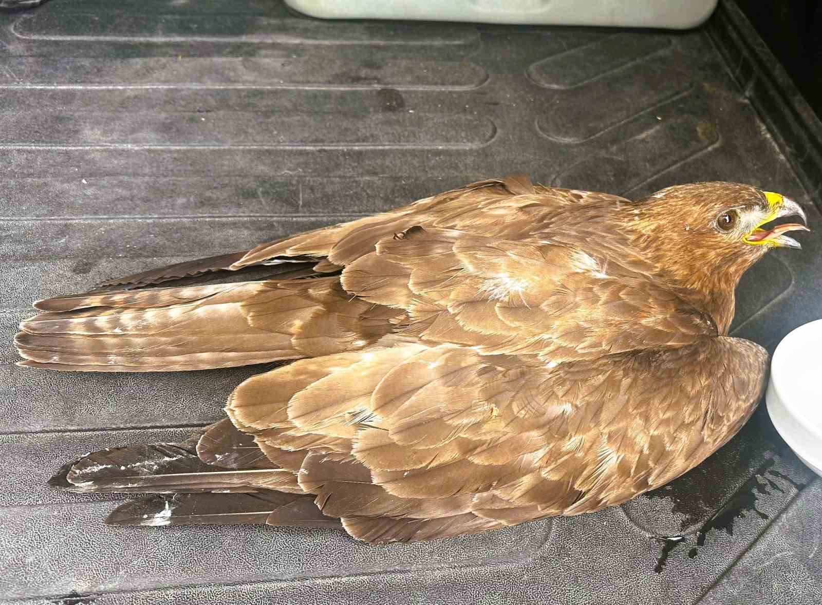 Güvenlik görevlisinden yaralı kartala şefkat eli